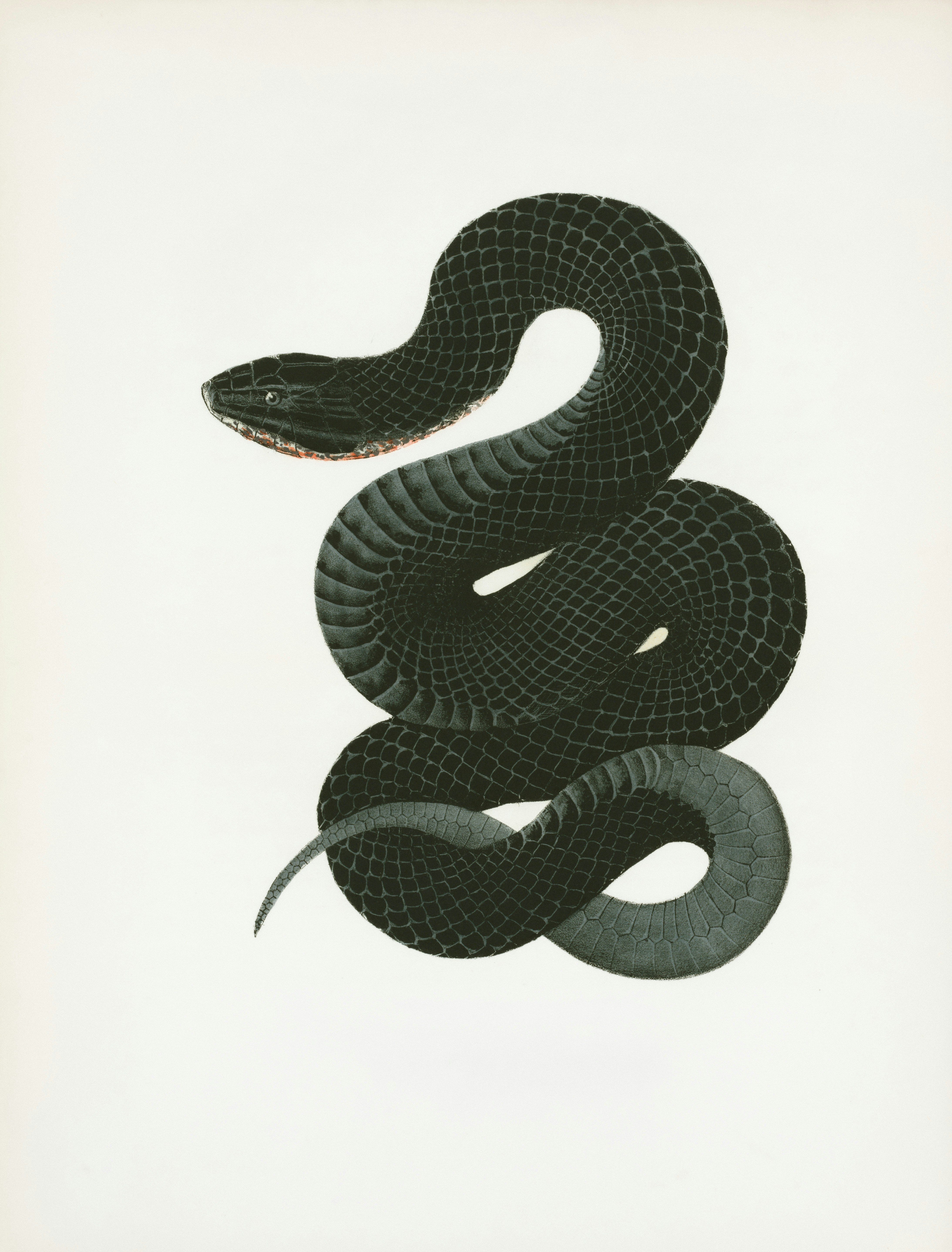 Rare Book Division, The New York Public Library.